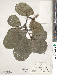 Magnolia denudata image