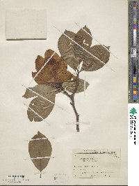 Magnolia denudata image