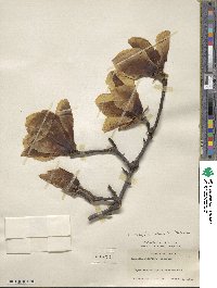 Magnolia denudata image