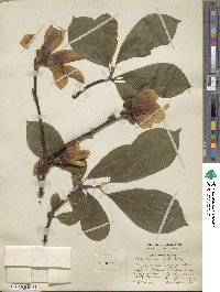 Magnolia denudata image