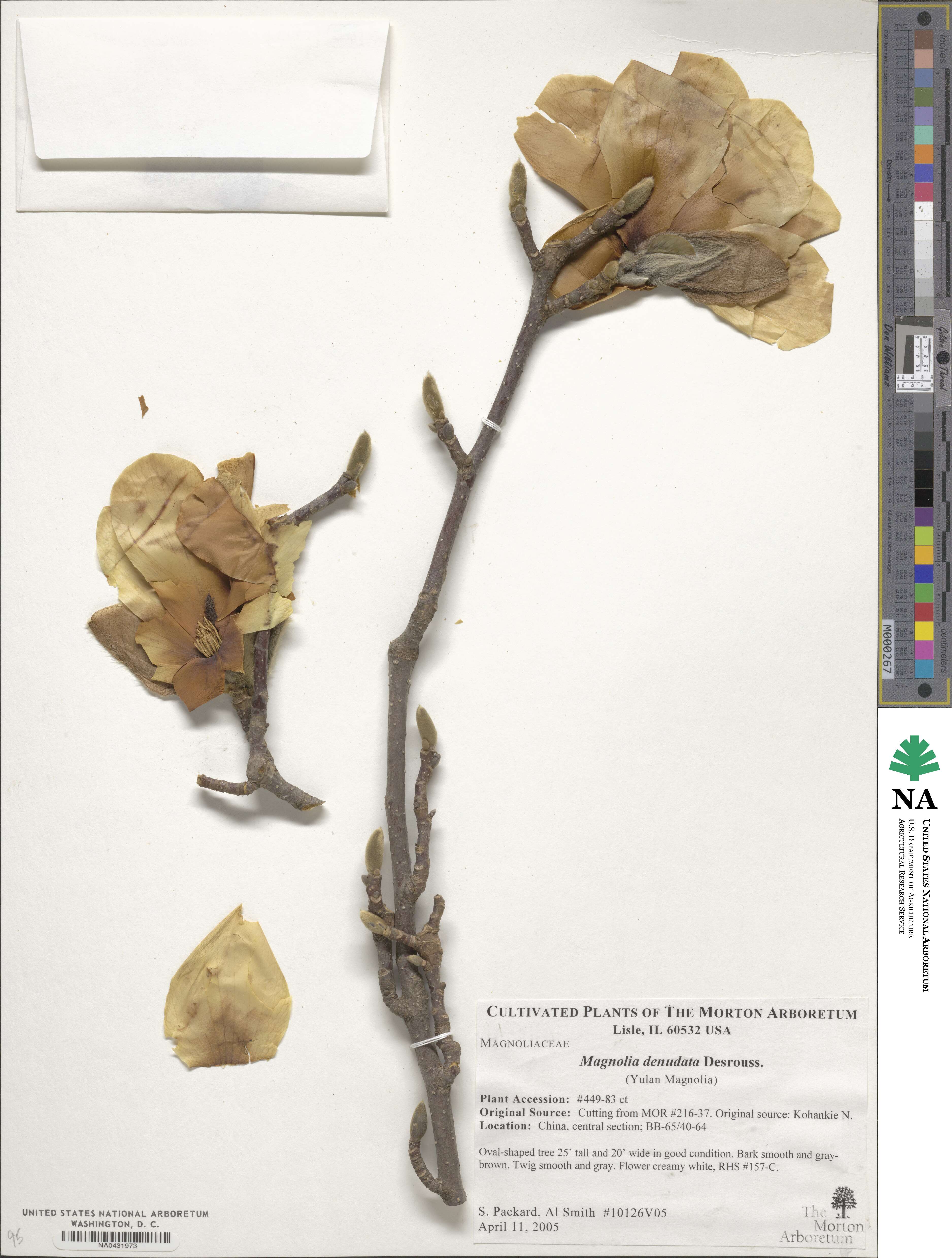 Magnolia denudata image