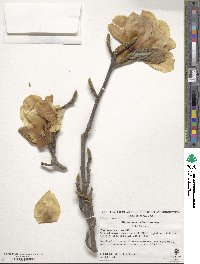 Magnolia denudata image