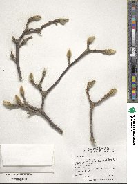 Magnolia denudata image