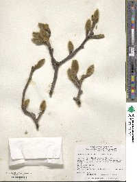 Magnolia denudata image