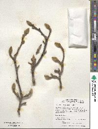 Magnolia denudata image