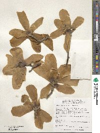 Magnolia denudata image