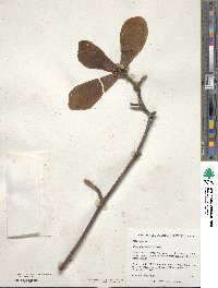 Magnolia denudata image