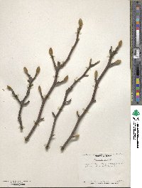 Magnolia acuminata var. subcordata image