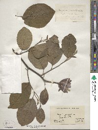 Magnolia acuminata var. subcordata image