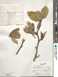 Magnolia acuminata var. subcordata image