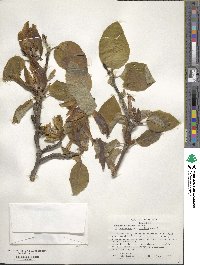 Magnolia acuminata image