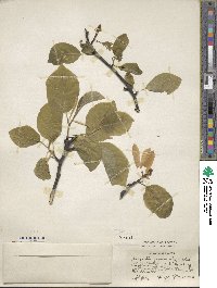 Magnolia acuminata var. subcordata image