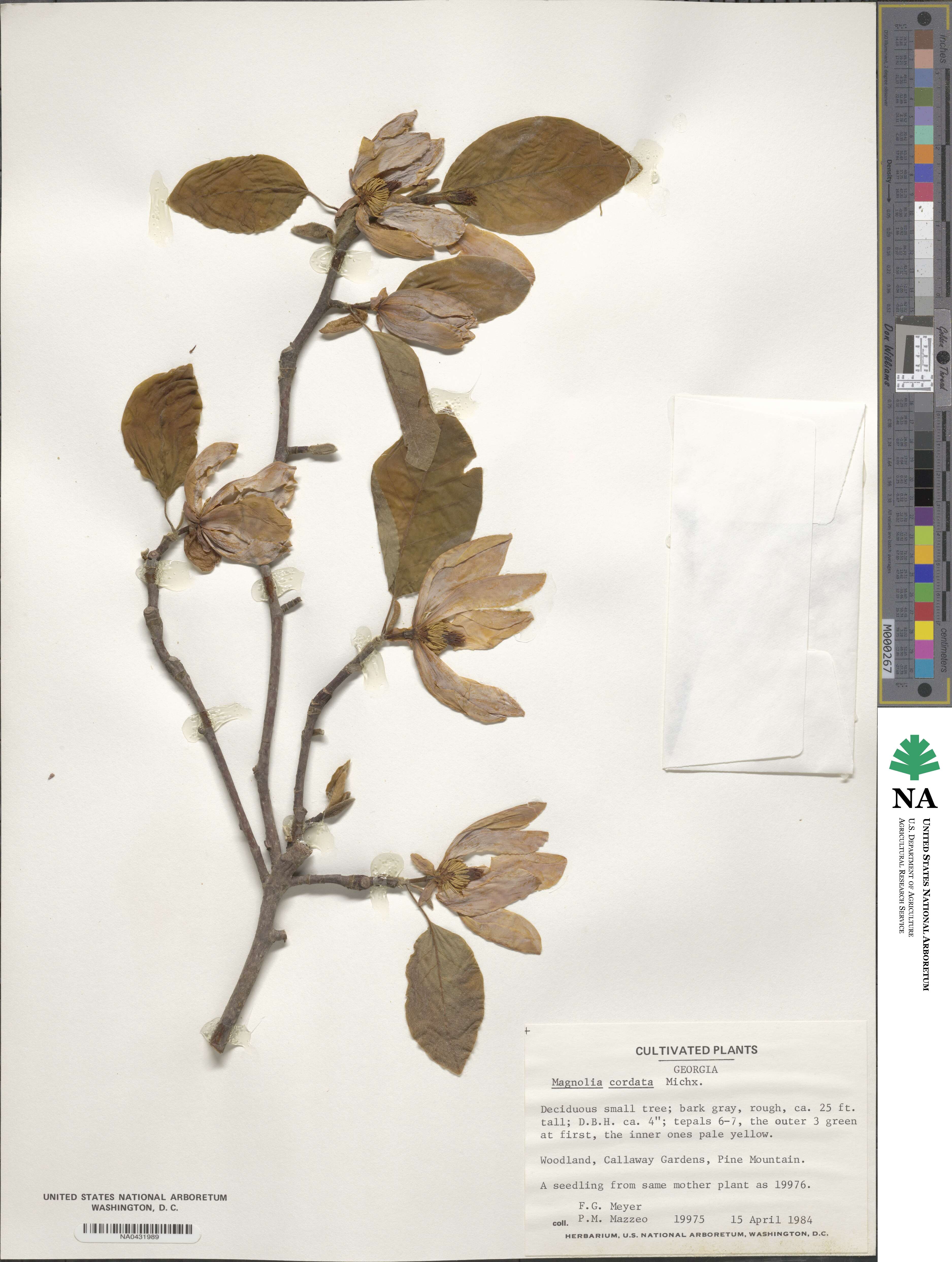 Magnolia acuminata image