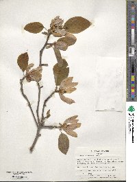 Magnolia acuminata image