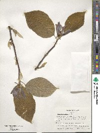 Magnolia acuminata image