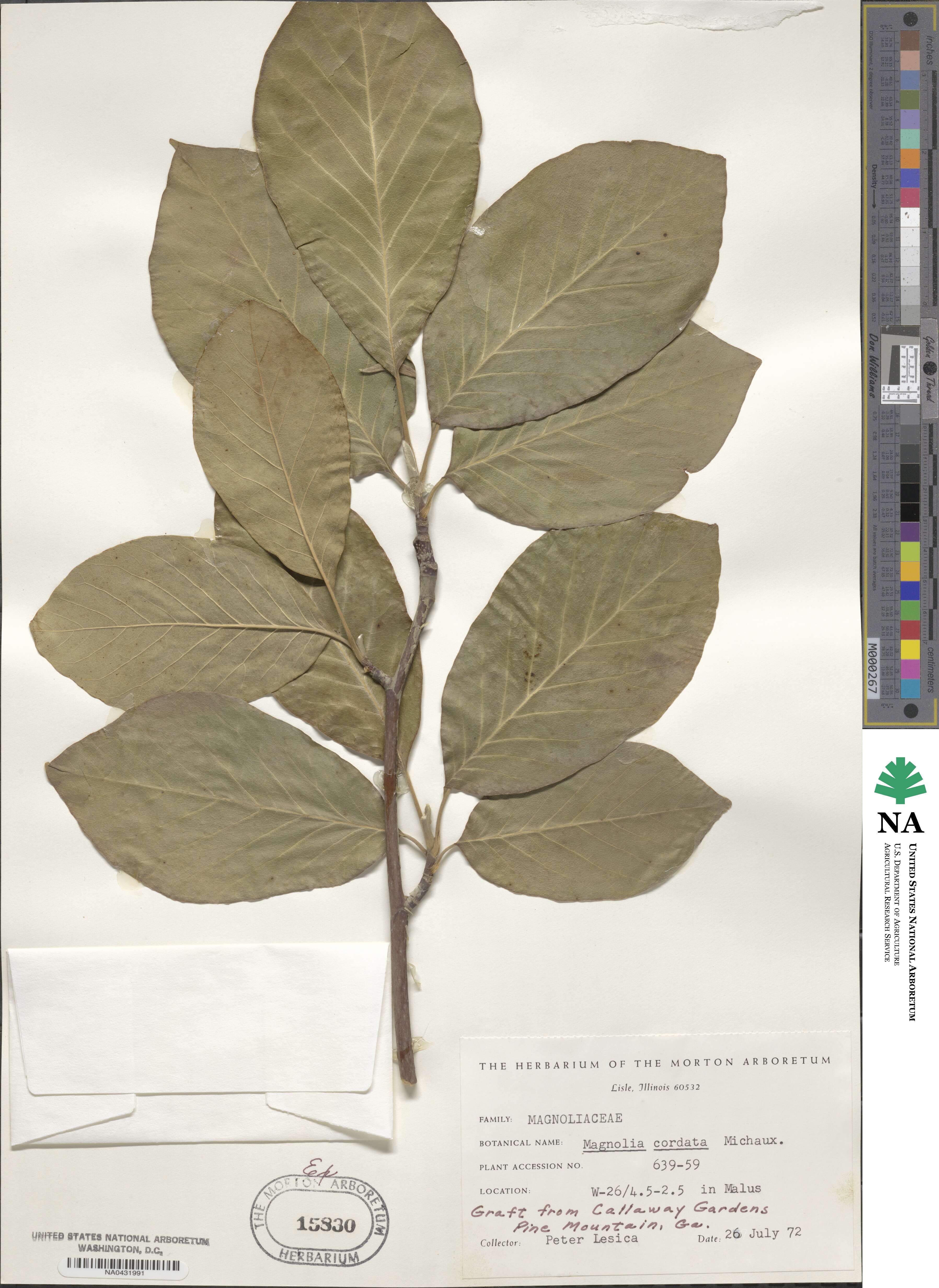 Magnolia acuminata image