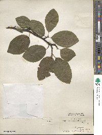 Magnolia acuminata var. subcordata image