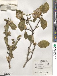 Magnolia acuminata var. subcordata image