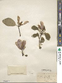 Magnolia acuminata image