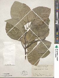 Magnolia acuminata var. subcordata image