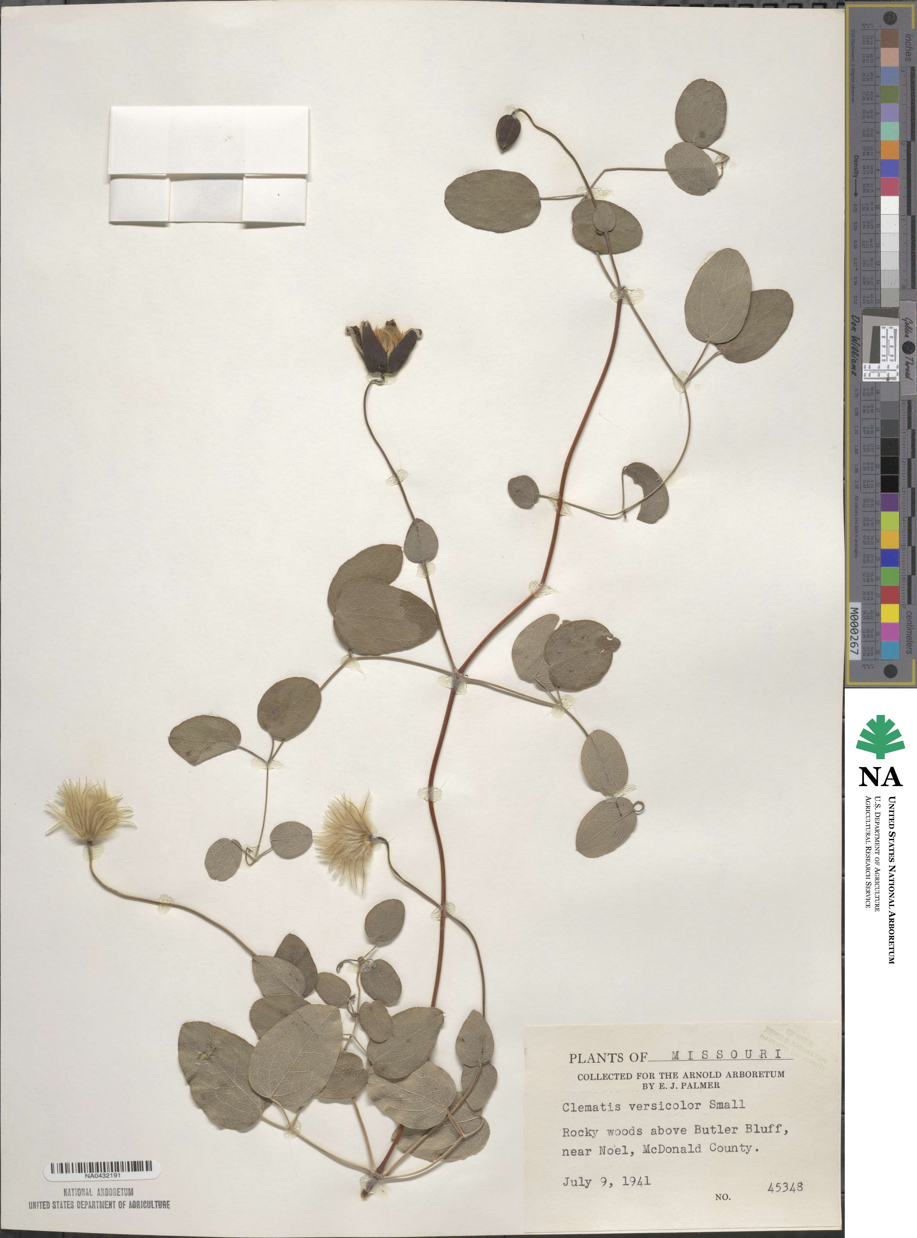 Anemone hortensis subsp. hortensis image
