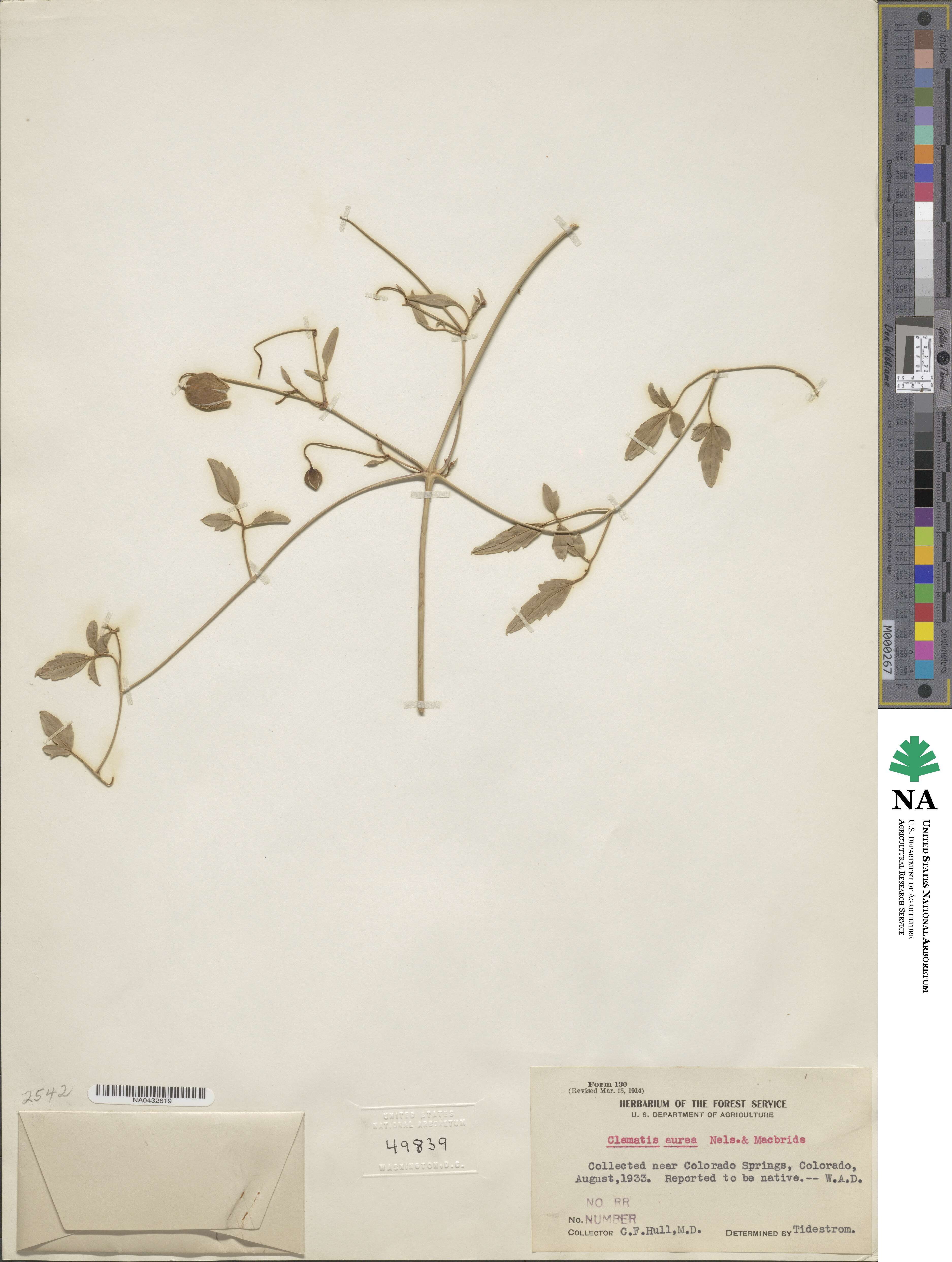 Pulsatilla aurea image