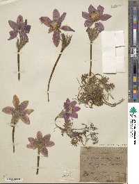 Pulsatilla vulgaris image