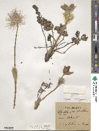 Pulsatilla grandis image