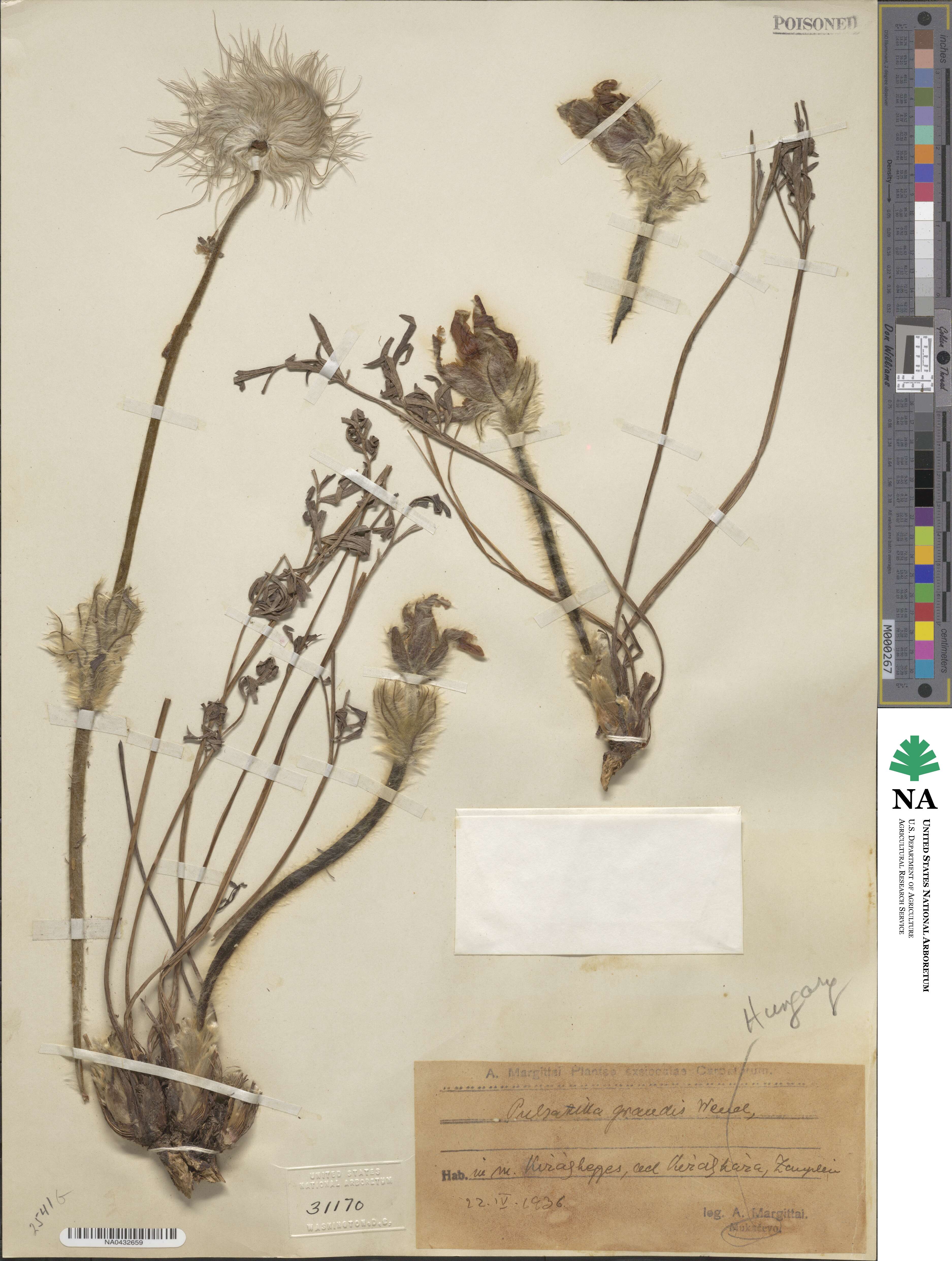 Pulsatilla grandis image
