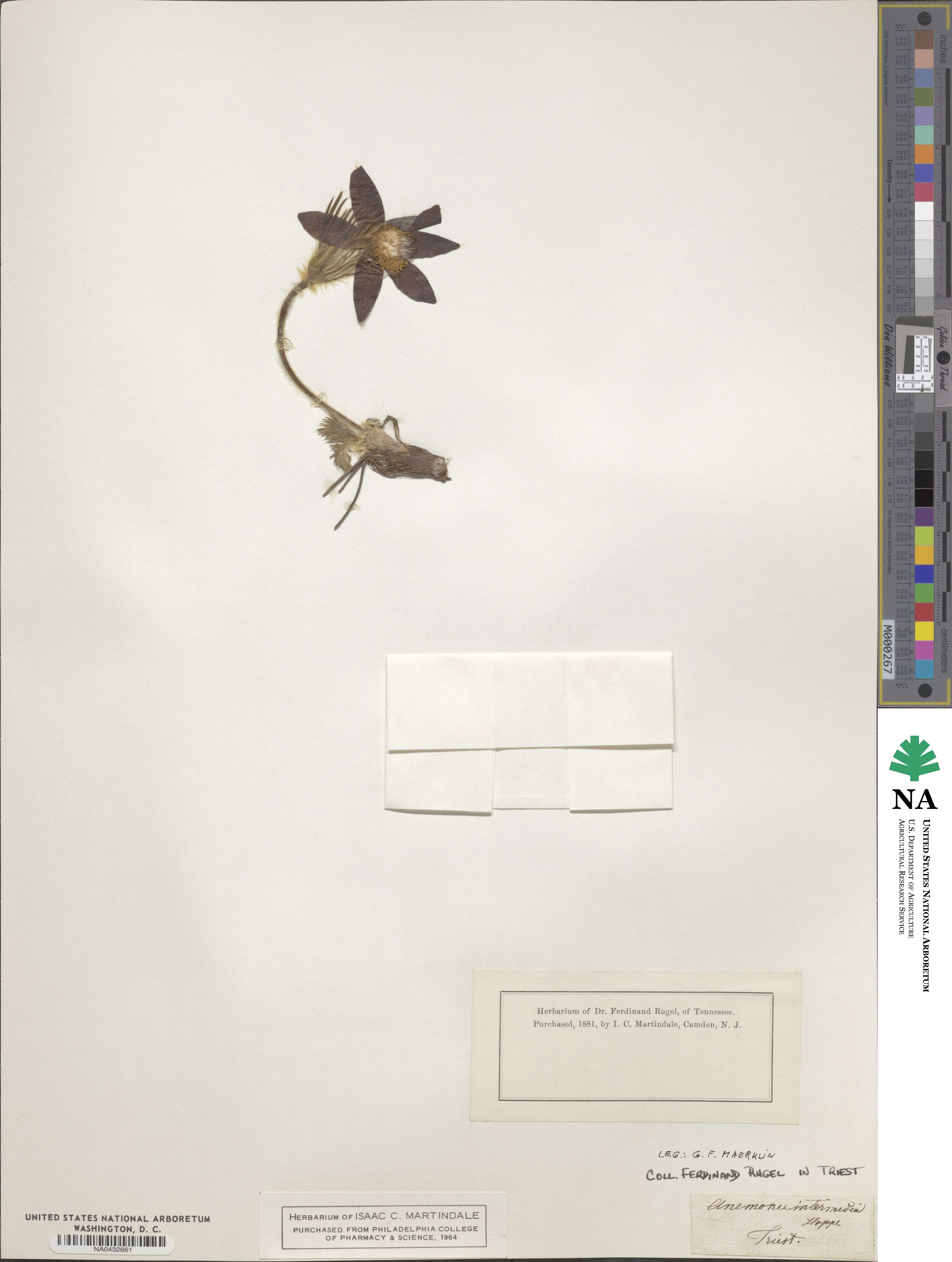 Pulsatilla intermedia image