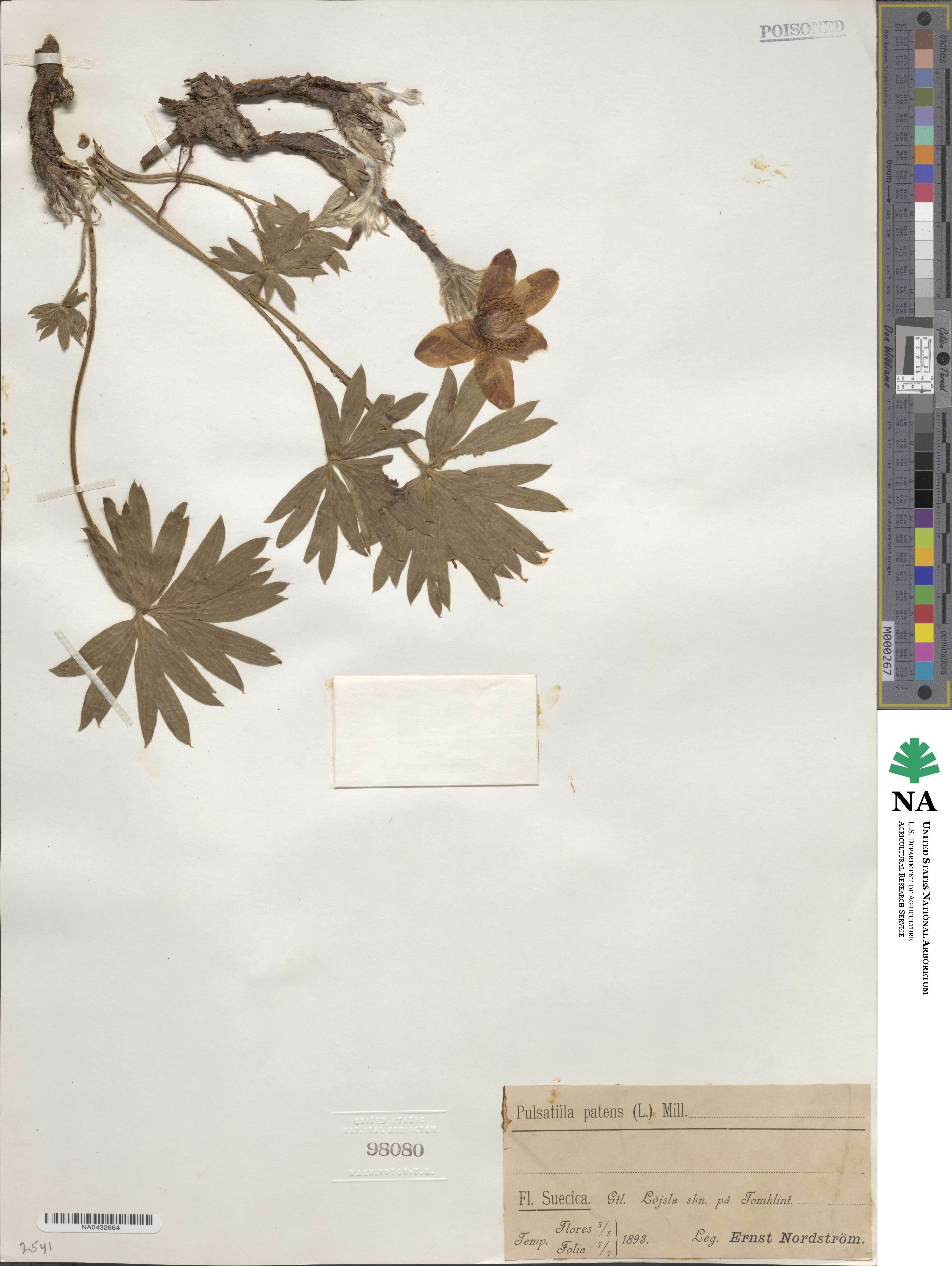 Pulsatilla patens image