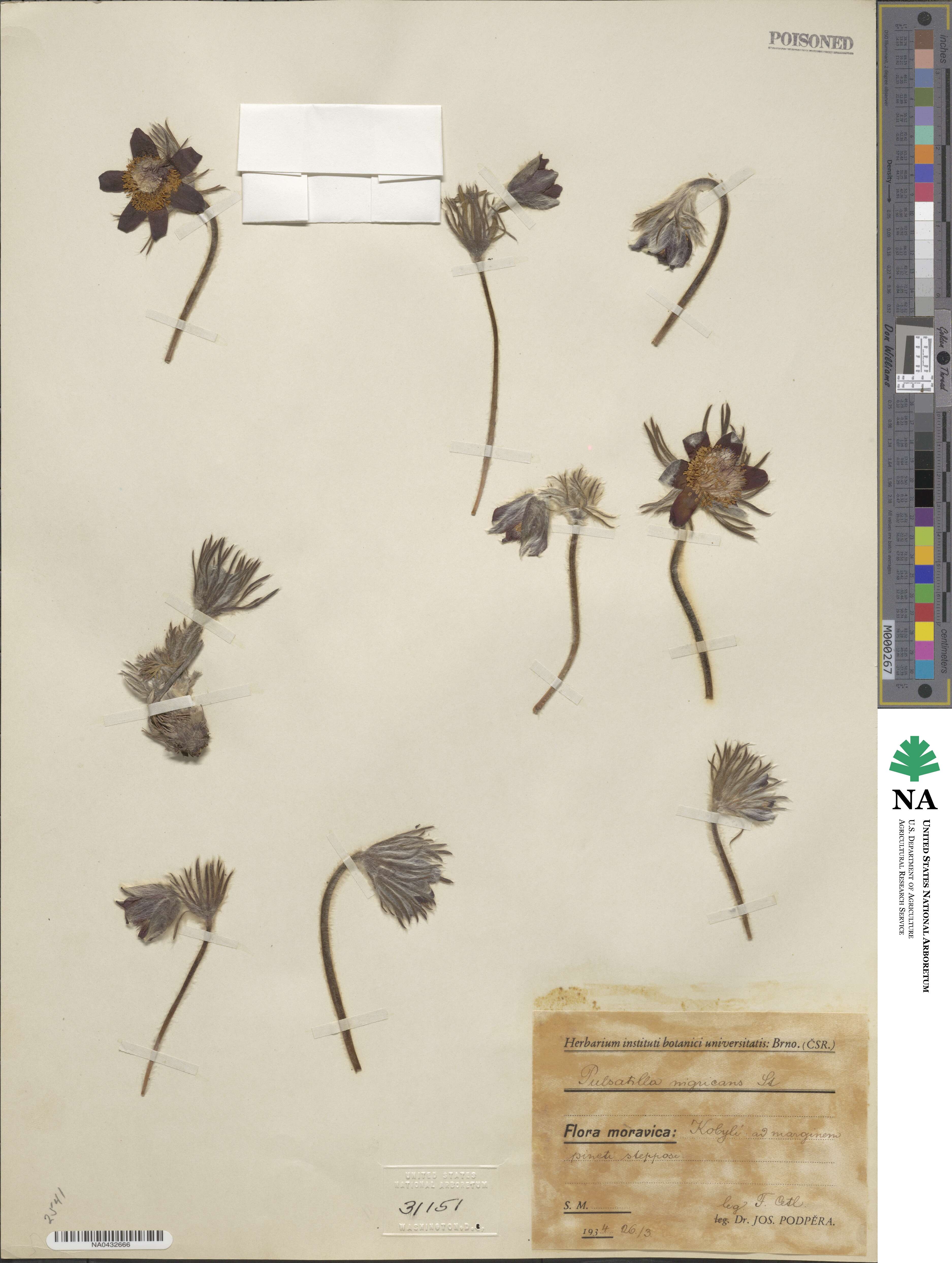 Pulsatilla pratensis image