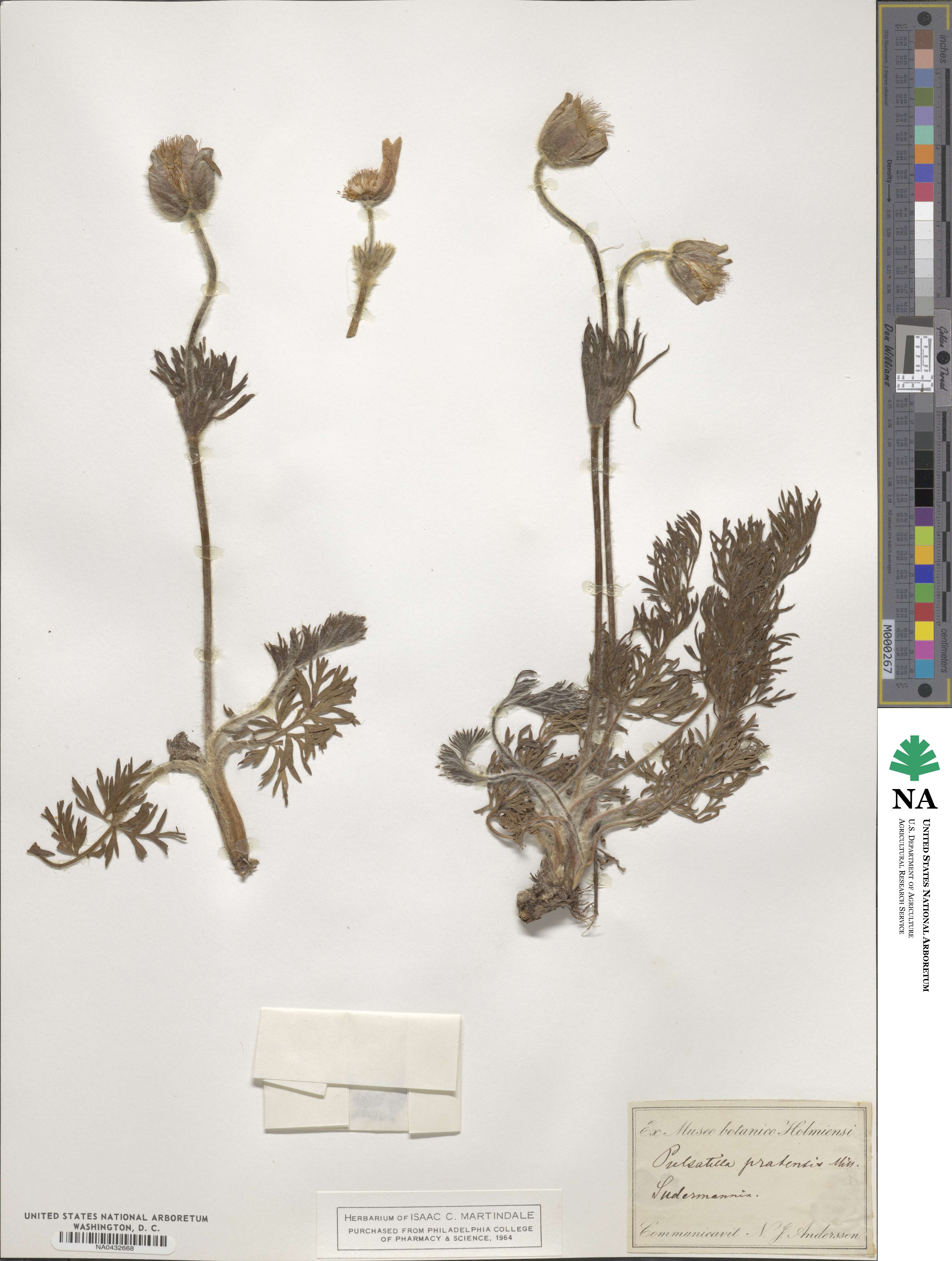 Pulsatilla pratensis image