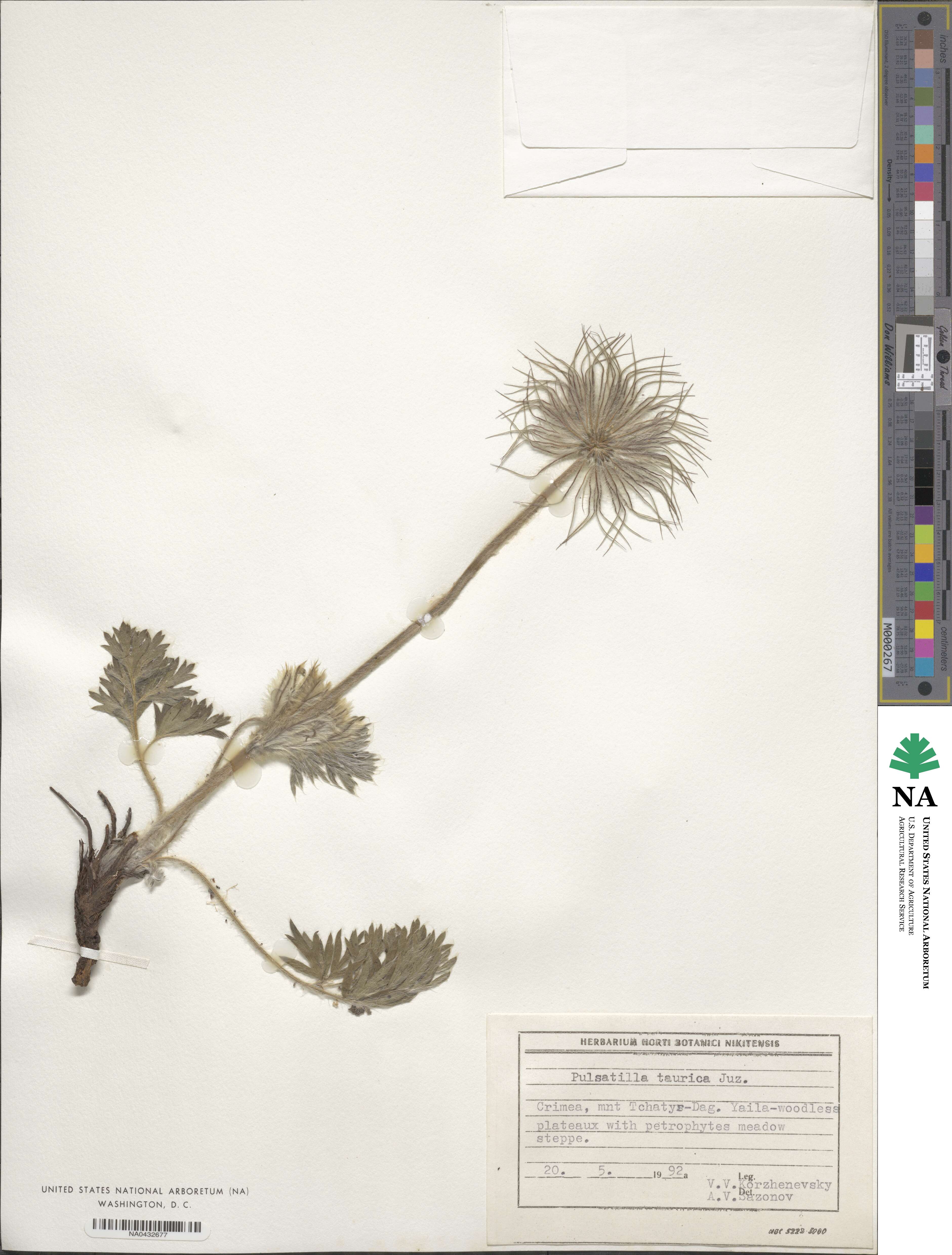 Pulsatilla halleri subsp. taurica image