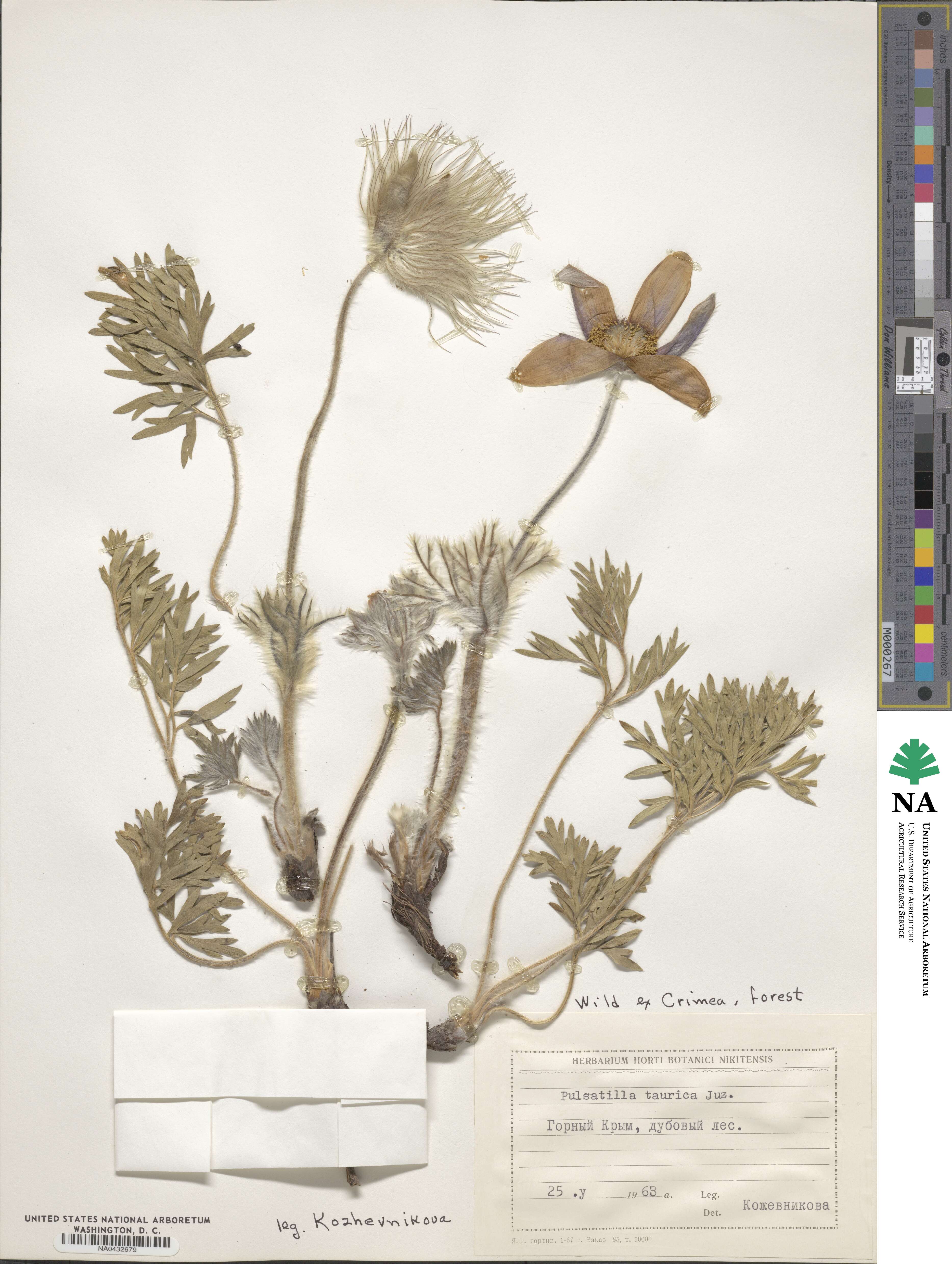 Pulsatilla halleri subsp. taurica image
