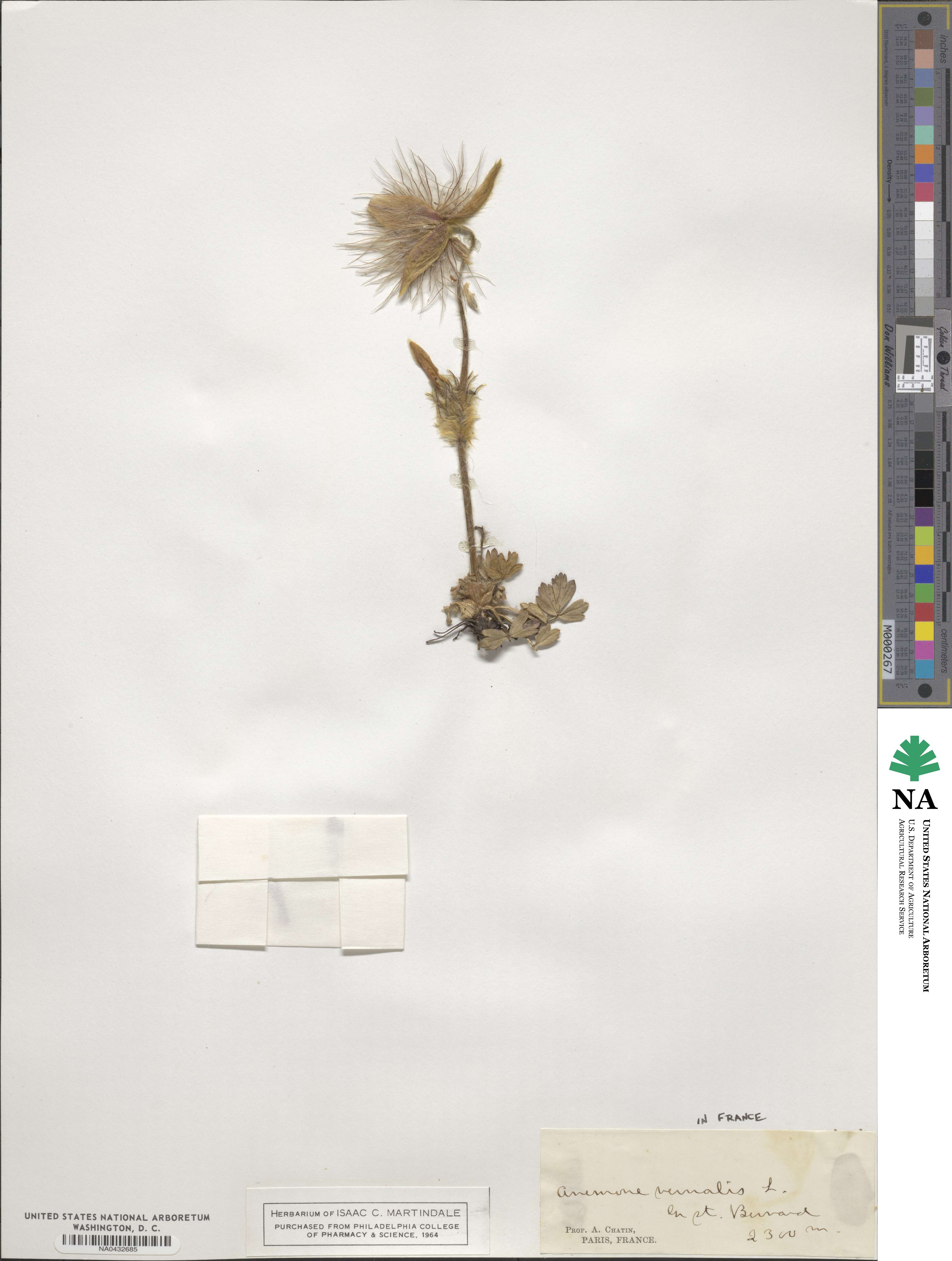 Pulsatilla vernalis image