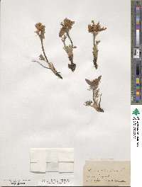 Pulsatilla vulgaris image