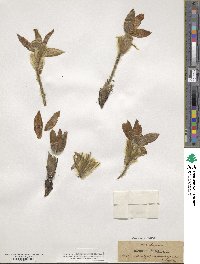 Pulsatilla vulgaris image
