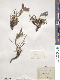 Pulsatilla vulgaris image