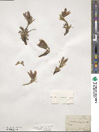 Pulsatilla vulgaris image