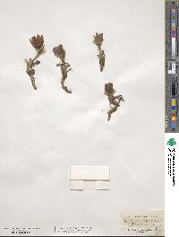 Pulsatilla vulgaris image