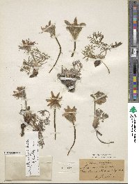 Pulsatilla vulgaris image