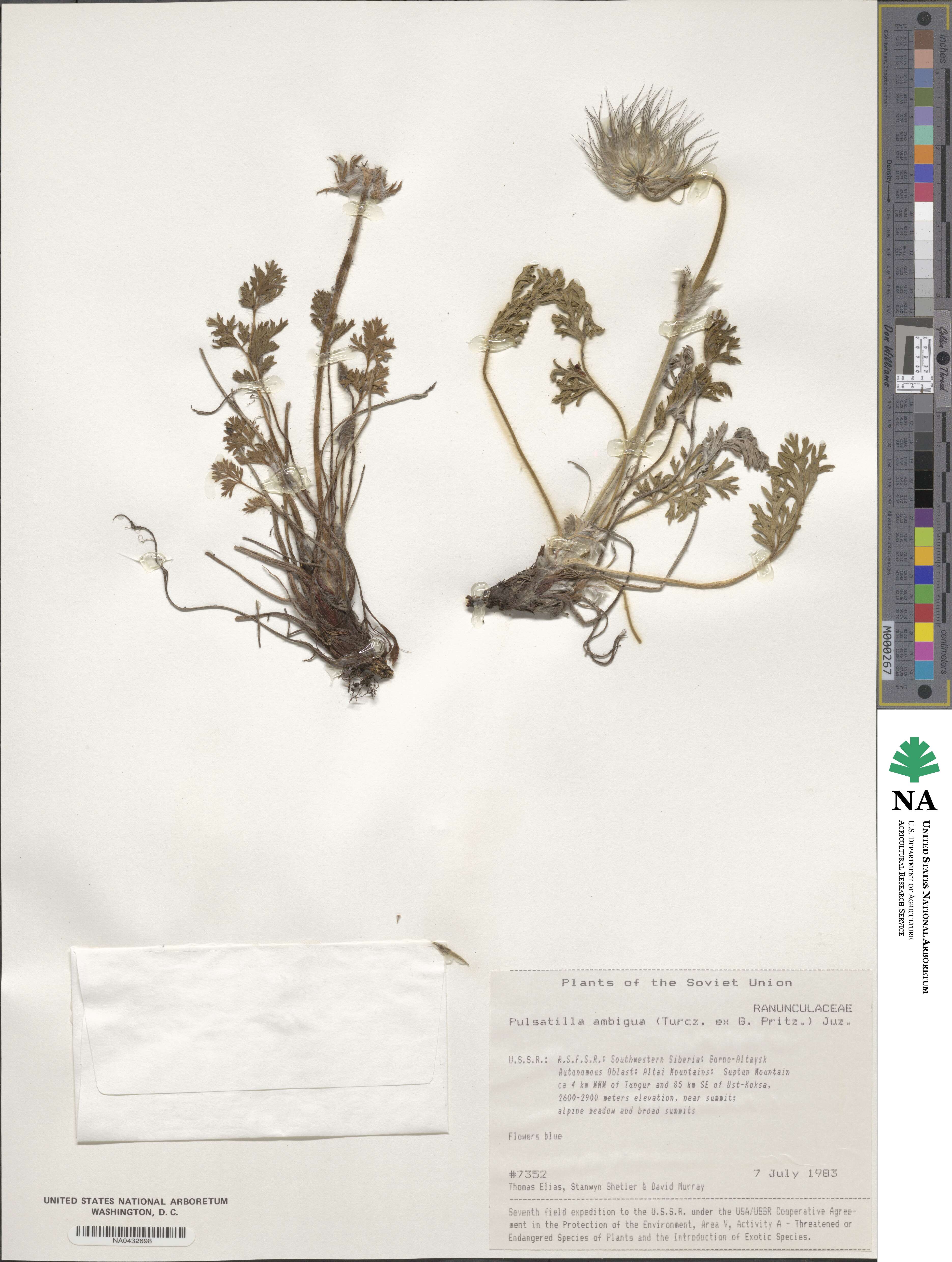 Pulsatilla ambigua image