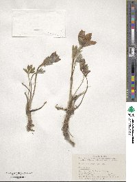 Pulsatilla chinensis image
