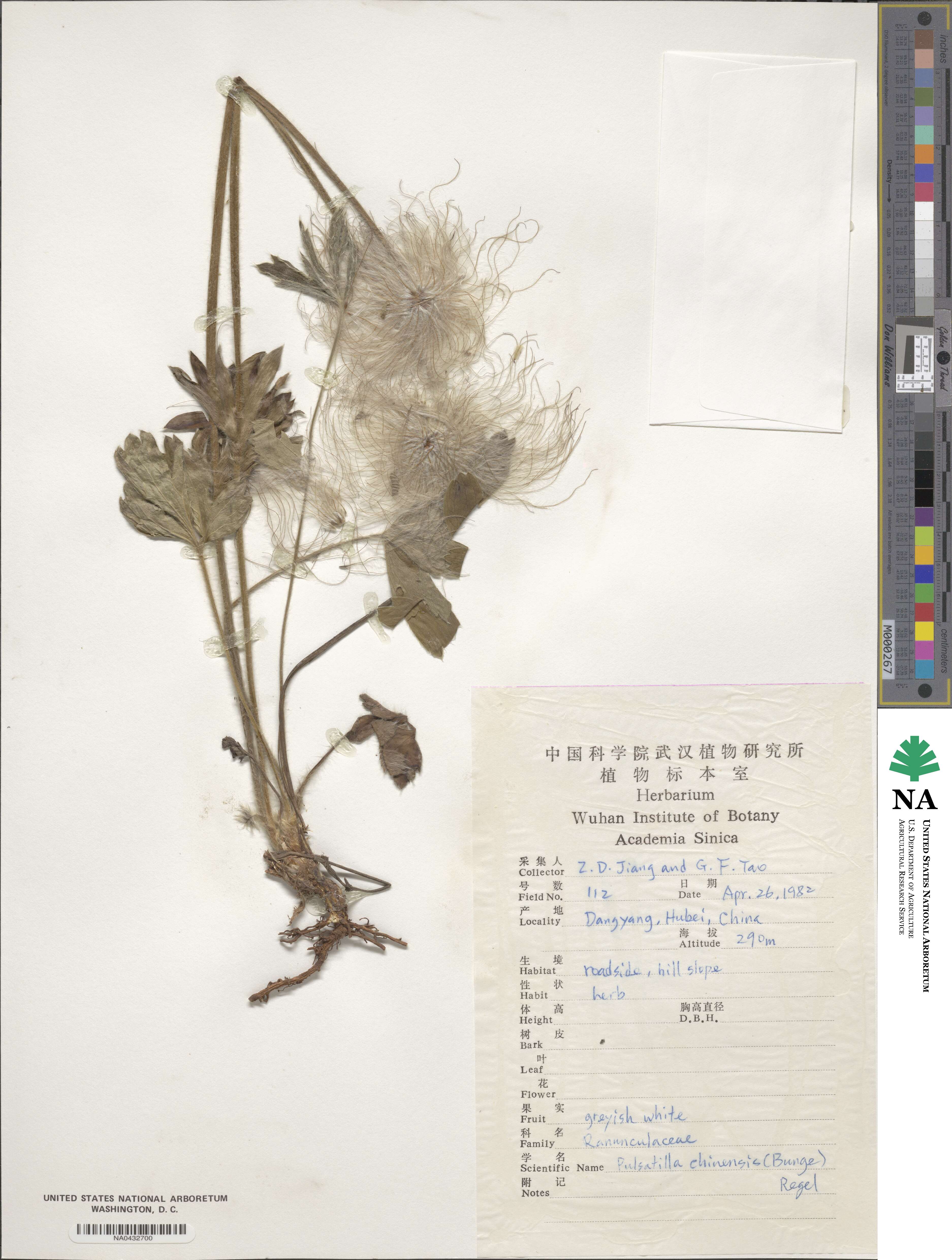 Pulsatilla chinensis image