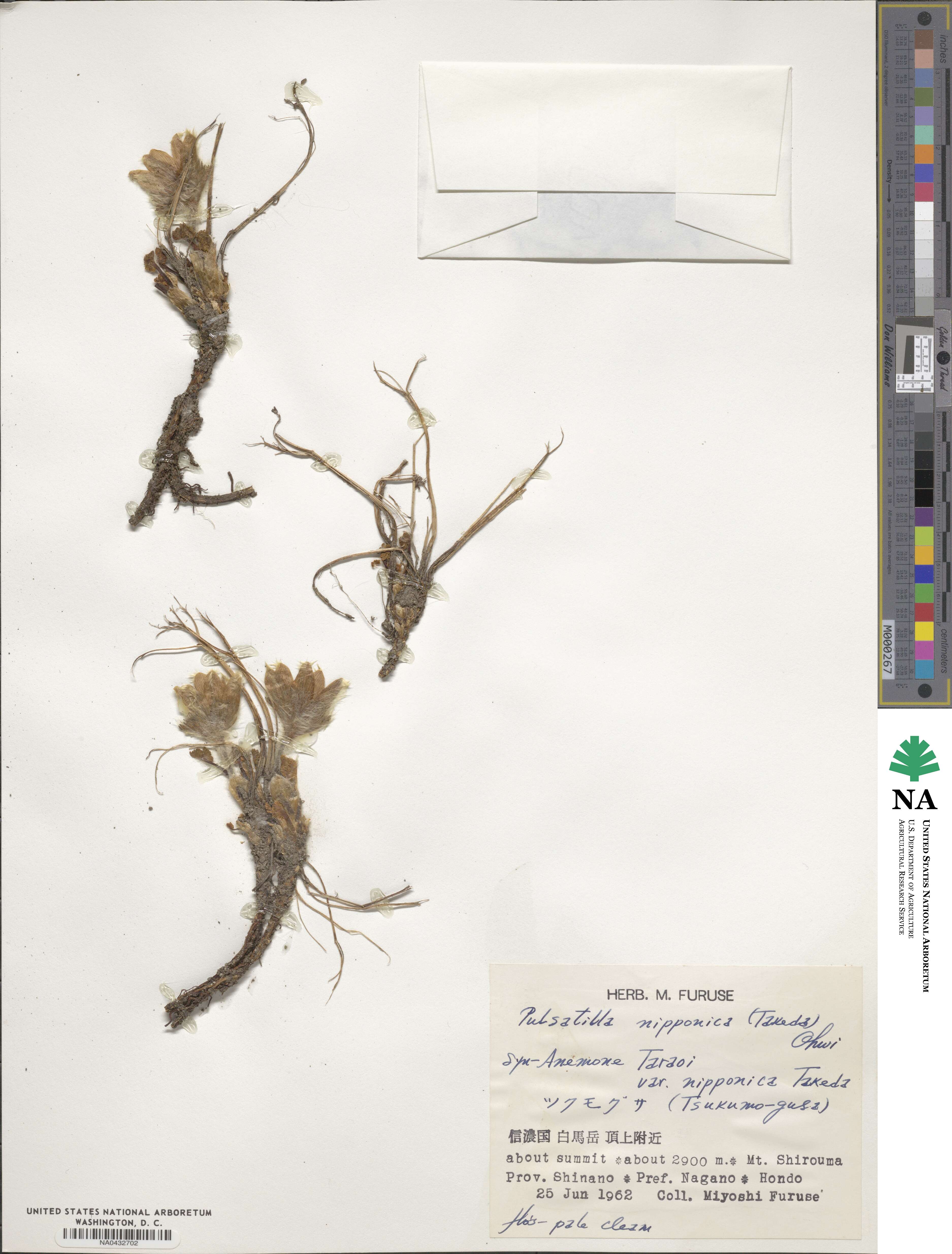 Pulsatilla nipponica image