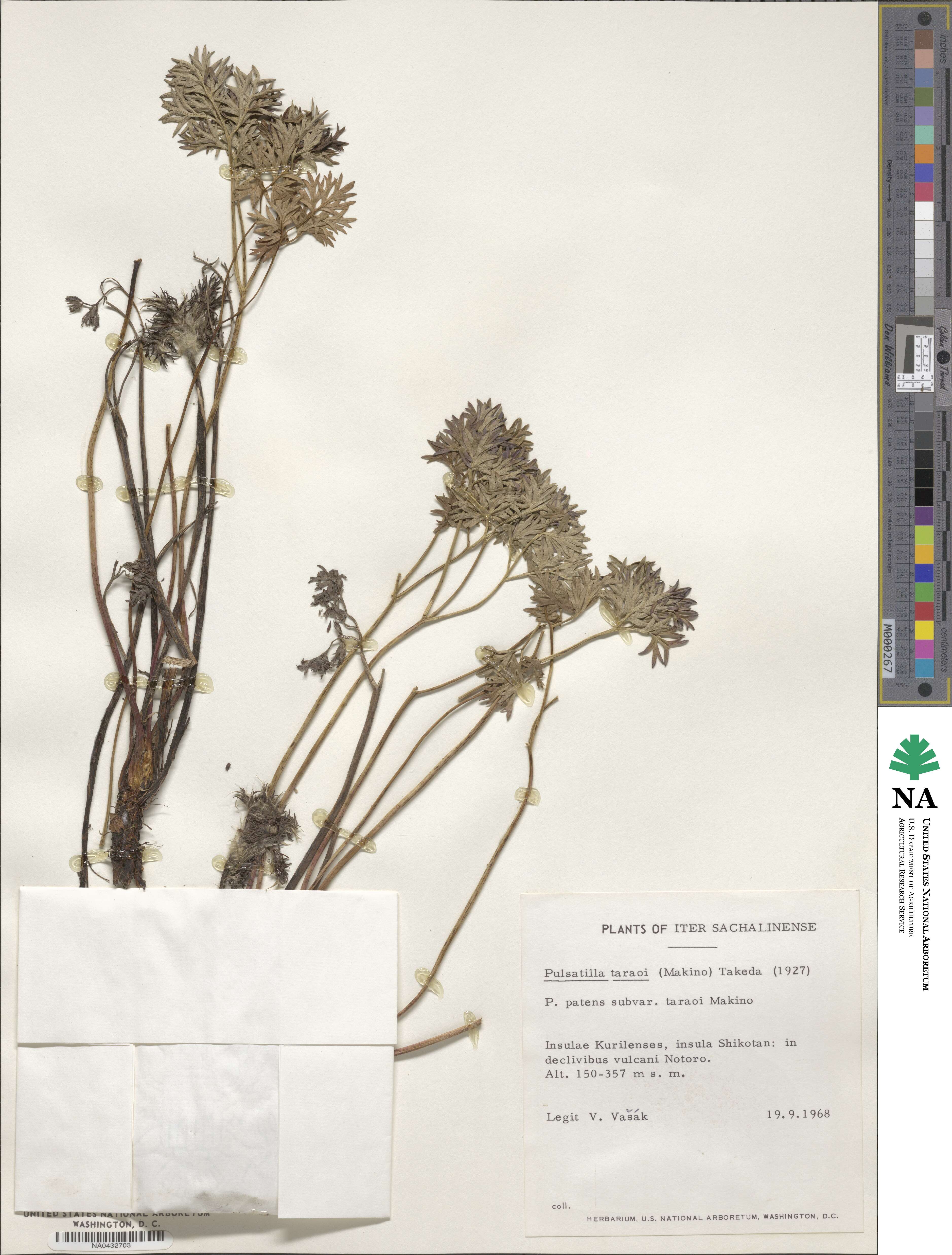 Pulsatilla taraoi image