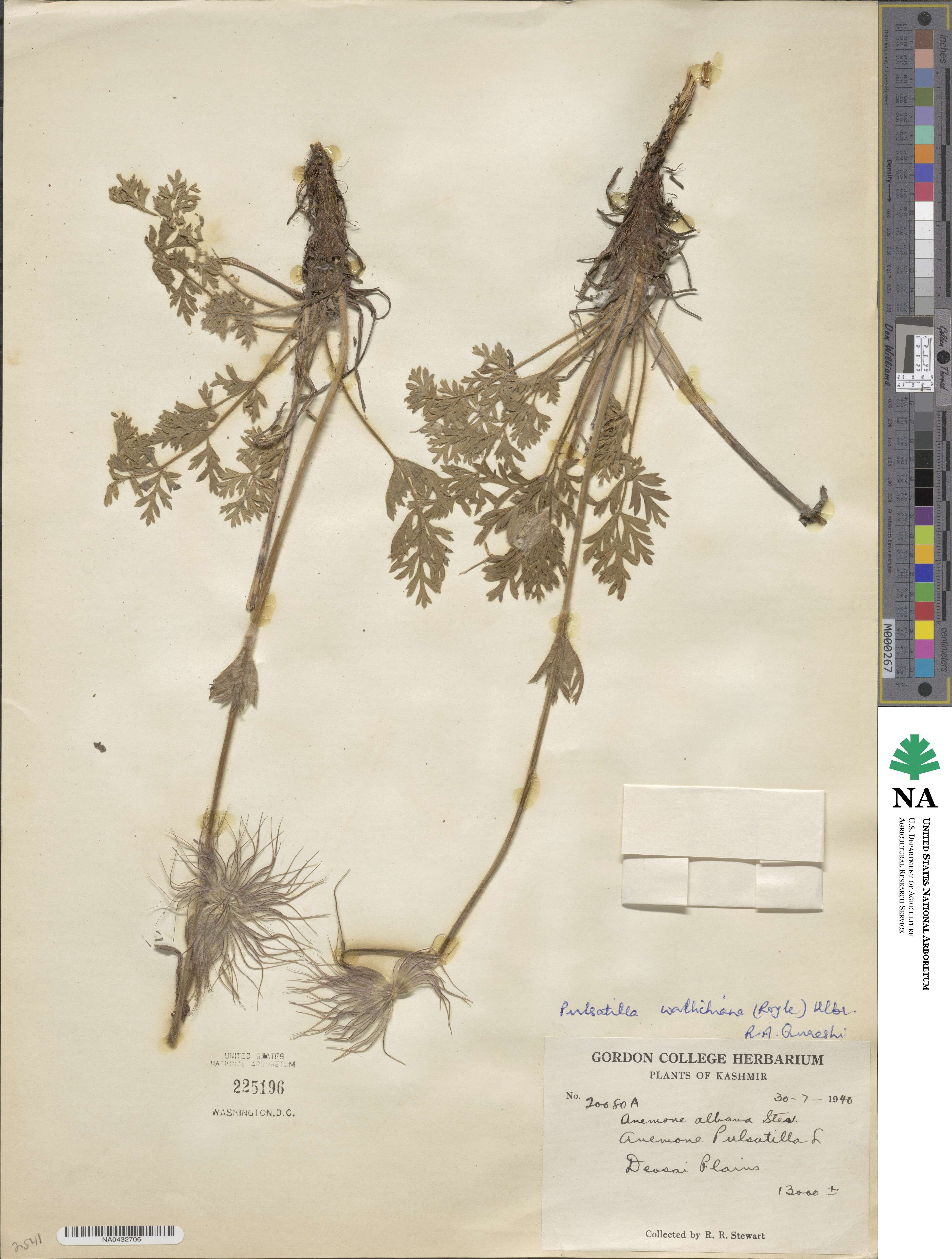 Pulsatilla wallichiana image