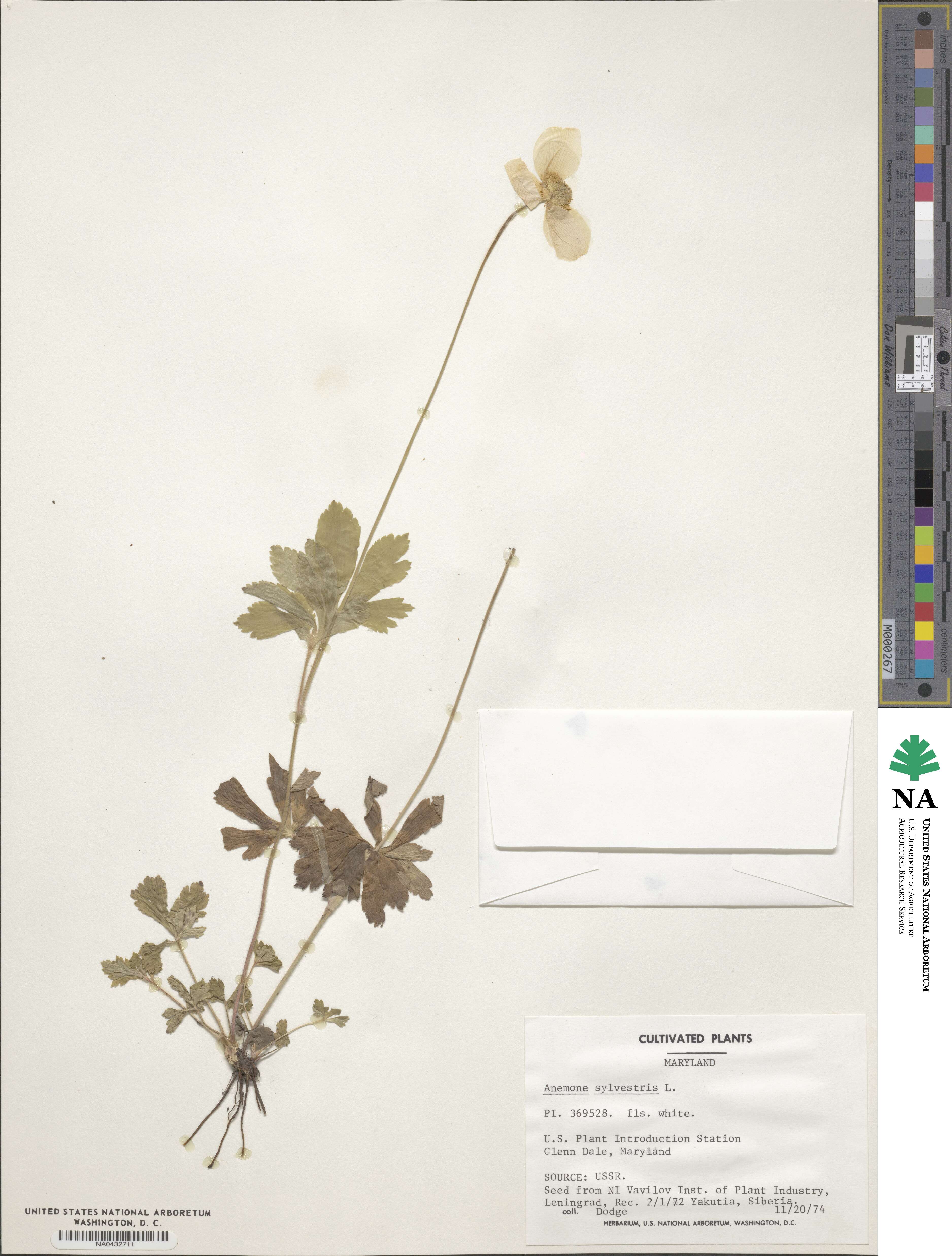 Anemone sylvestris image