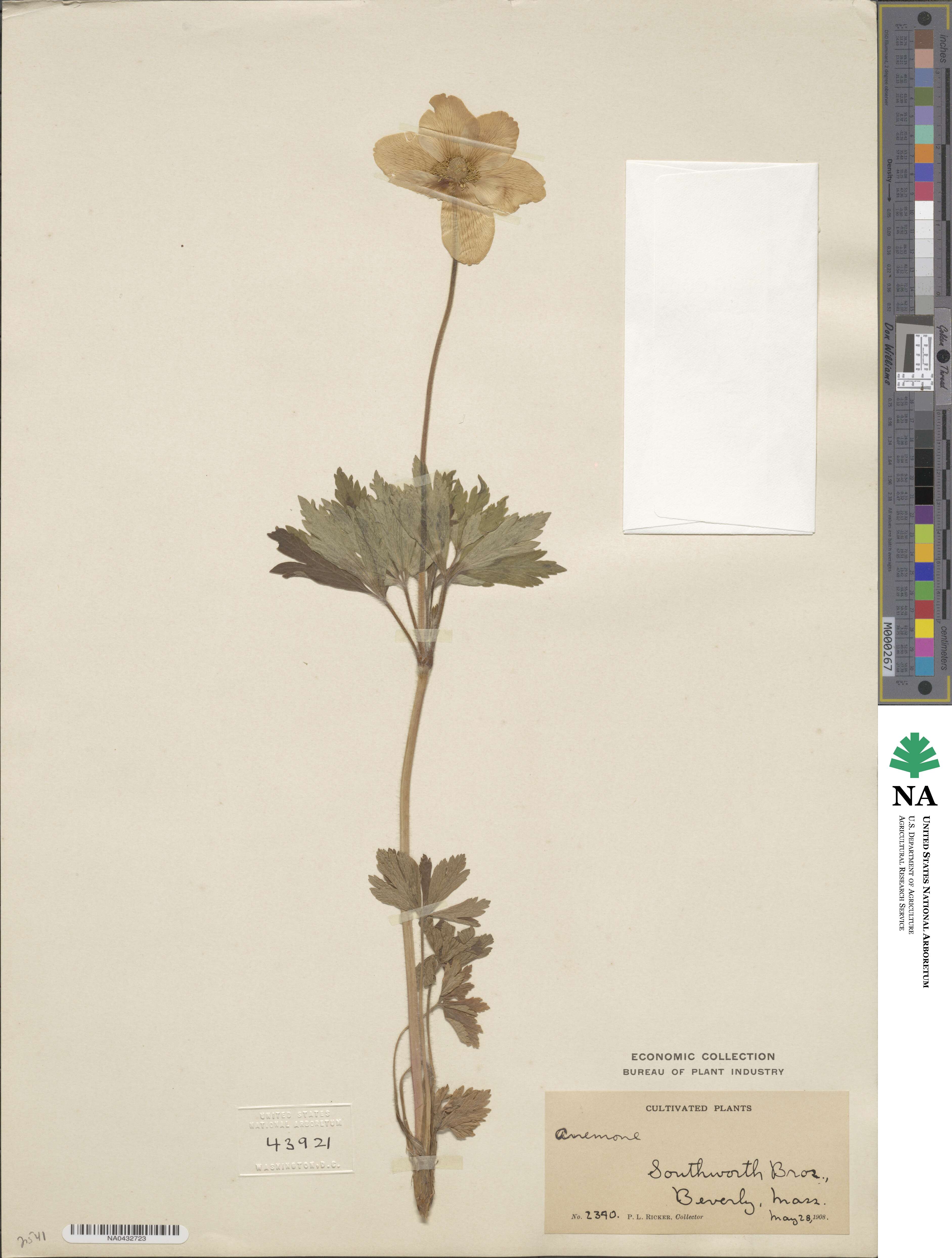 Anemone image